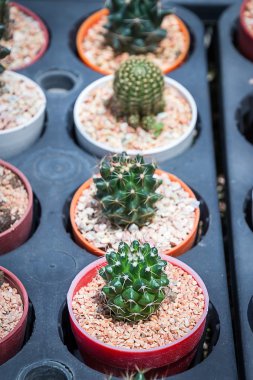 kaktüs: pota ferocactus