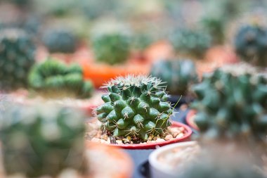 kaktüs: pota ferocactus