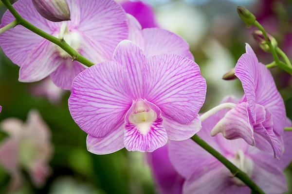 美しい蘭の花 — ストック写真