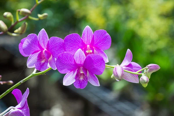 美しい蘭の花 — ストック写真