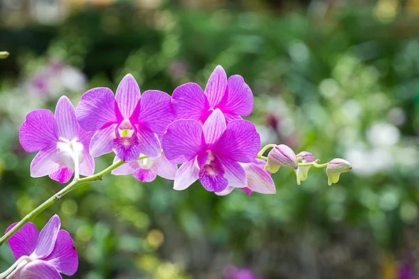 美しい蘭の花 — ストック写真