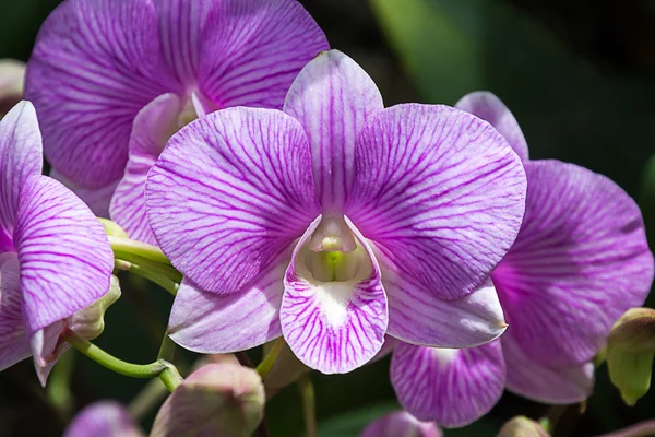 Beautiful Orchid — Stock Photo, Image