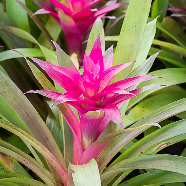 Bromeliad in the garden — Stock Photo, Image