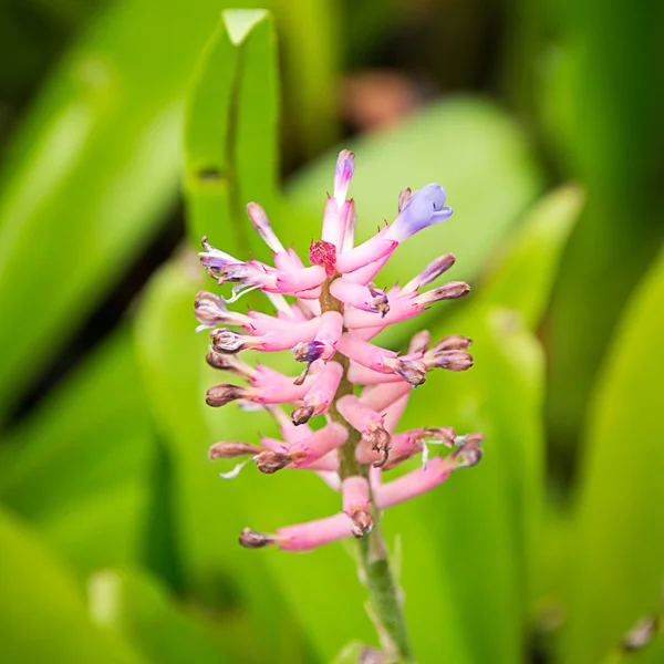 Belle fleur de Bromeliad dans le jardin — Photo