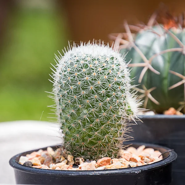 Kaktusz: ferocactus a pot — Stock Fotó