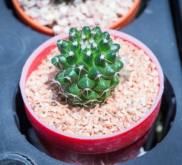 Cactus : Ferocactus in the pot — Stock Photo, Image