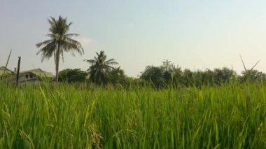 Pirinç tarlaları ile rüzgarlı