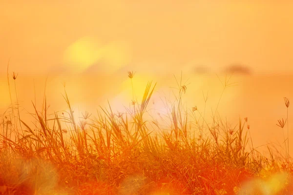 Astratto sfondo naturale con erba nel prato e arancione — Foto Stock