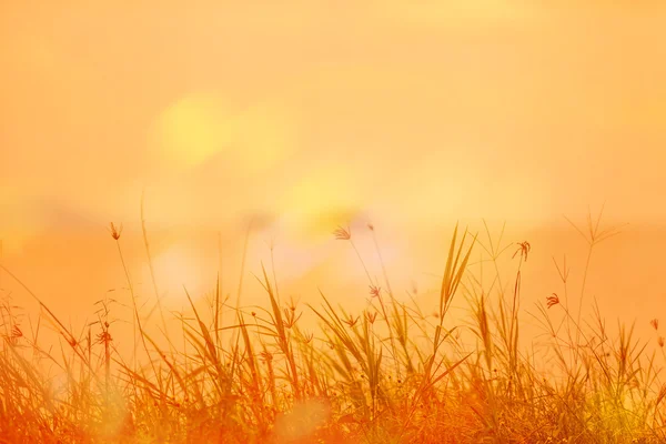 Astratto sfondo naturale con erba nel prato e arancione — Foto Stock