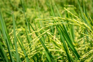 Pirinç fide alan Tayland