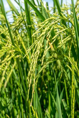 Pirinç fide alan Tayland