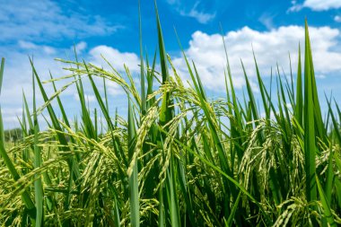 Pirinç fide alan Tayland