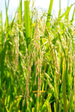 Pirinç fide alan Tayland