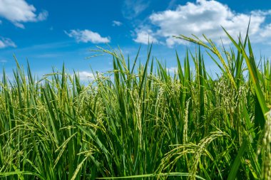 Pirinç fide alan Tayland