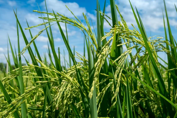 Groddplanta risfält i Thailand — Stockfoto