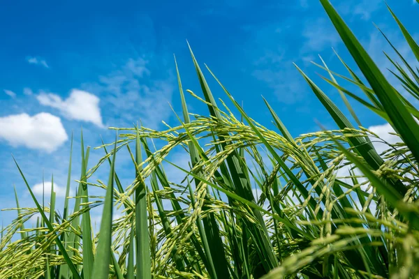 Campo de plantas de arroz en Tailandia —  Fotos de Stock