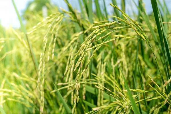 Campo de plantas de arroz en Tailandia —  Fotos de Stock