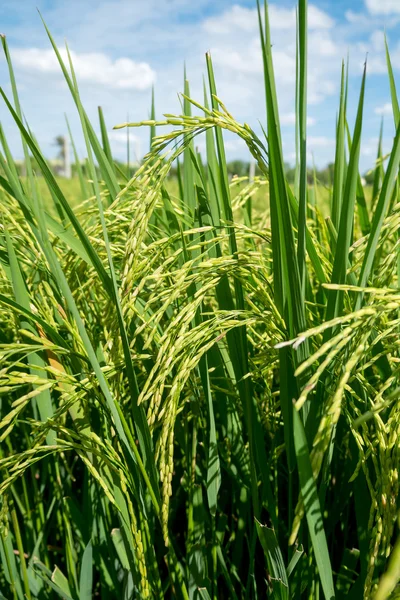 Campo de plantas de arroz en Tailandia —  Fotos de Stock