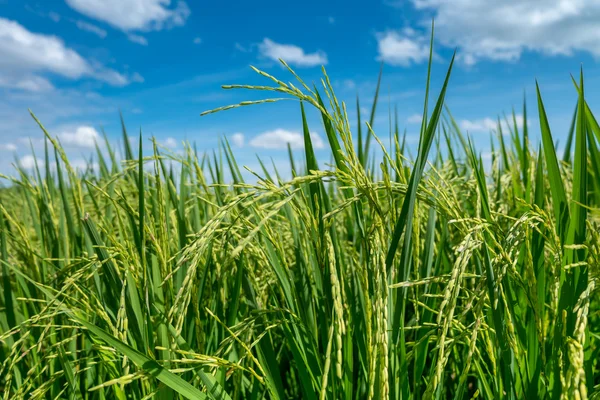 Campo de plantas de arroz en Tailandia — Foto de Stock