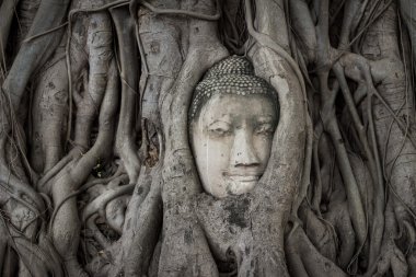 Görünmeyen kök ağacında Wat Mahathat, Buda'nın başkanı. Ayutthaya Merhaba