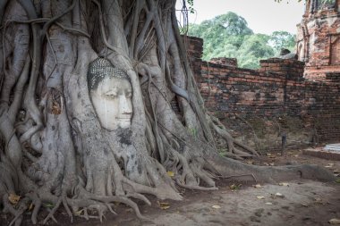 Görünmeyen kök ağacında Wat Mahathat, Buda'nın başkanı. Ayutthaya Merhaba