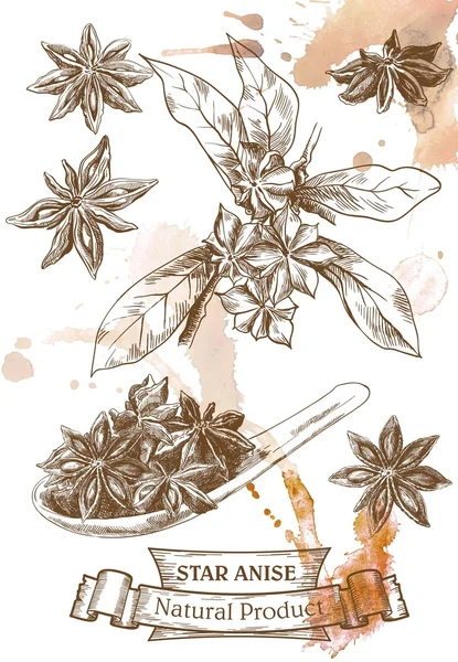 八角茴香草图 — 图库矢量图片