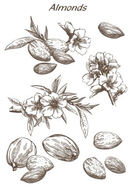almonds set of sketches clipart