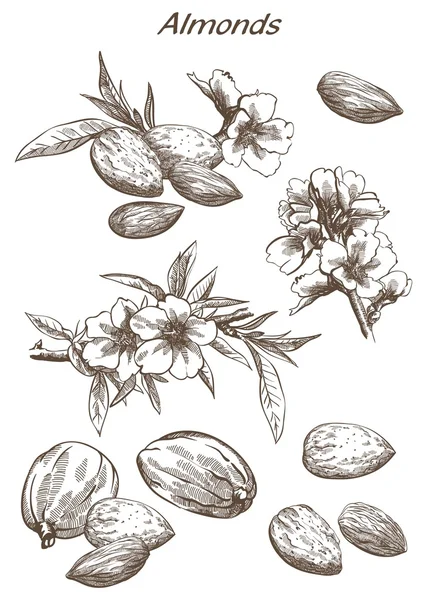 Amandes ensemble de croquis — Image vectorielle