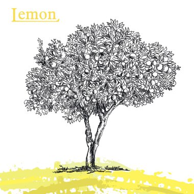 limon ağacı kroki