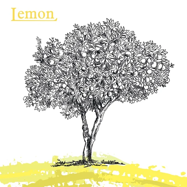 Lemon tree skiss — Stock vektor