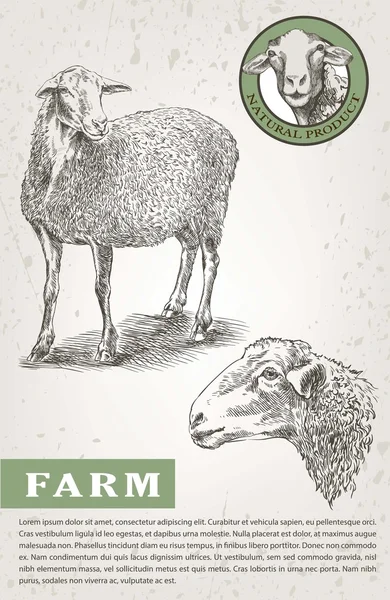Chov ovcí skica — Stockový vektor