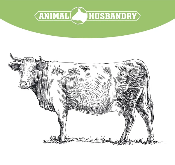 Mucca. bovini da pascolo — Vettoriale Stock