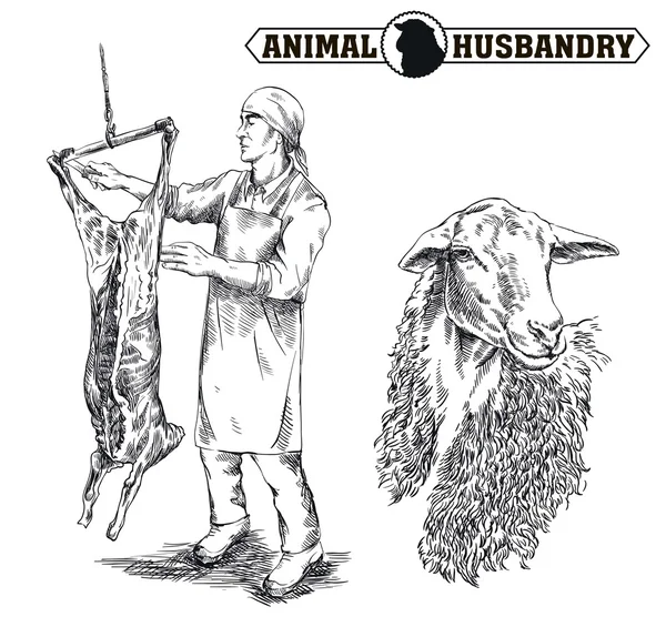 Boucher découper la carcasse d'un mouton — Image vectorielle