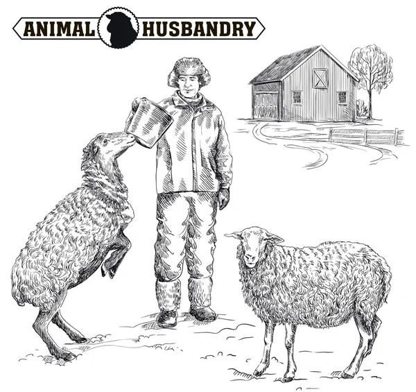 Фермер кормит овец — стоковый вектор