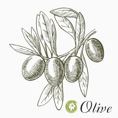 Zeytinli zeytin dalı