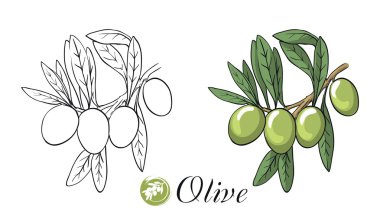 Zeytinli zeytin dalı