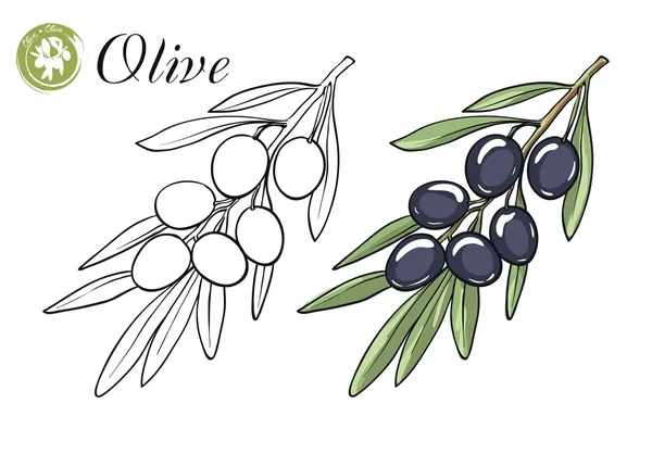 Olivkvist med oliver — Stock vektor