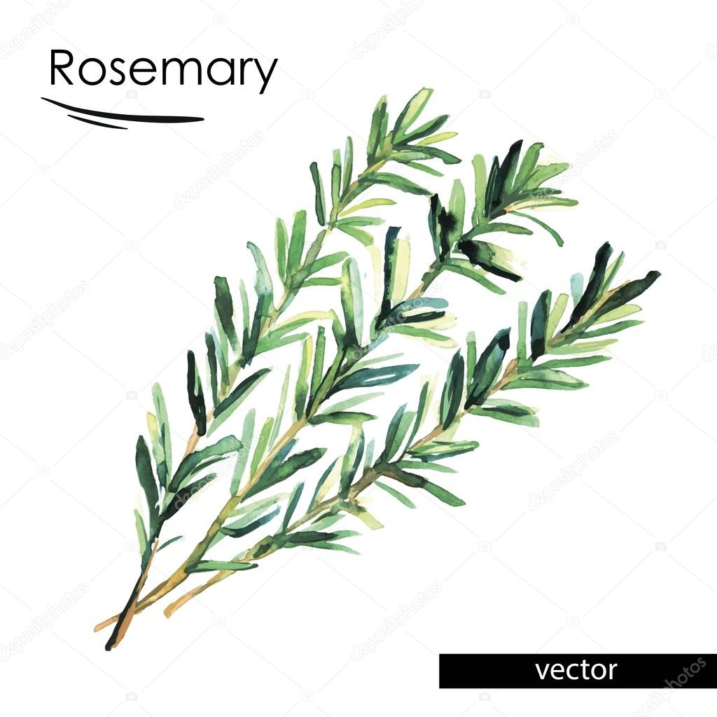 Rosemary Color Illustration Stock Vector Image By C Lapuma