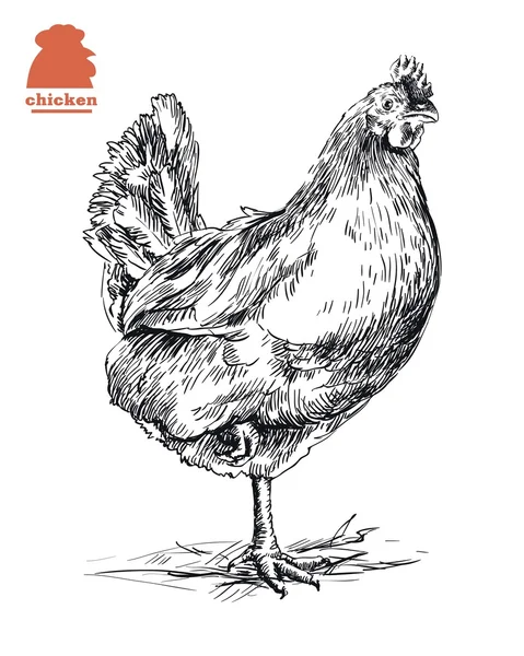 Chicken standing on one leg — Stock Vector