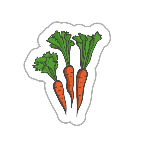 Cenoura. ilustração colorida em um fundo branco —  Vetores de Stock