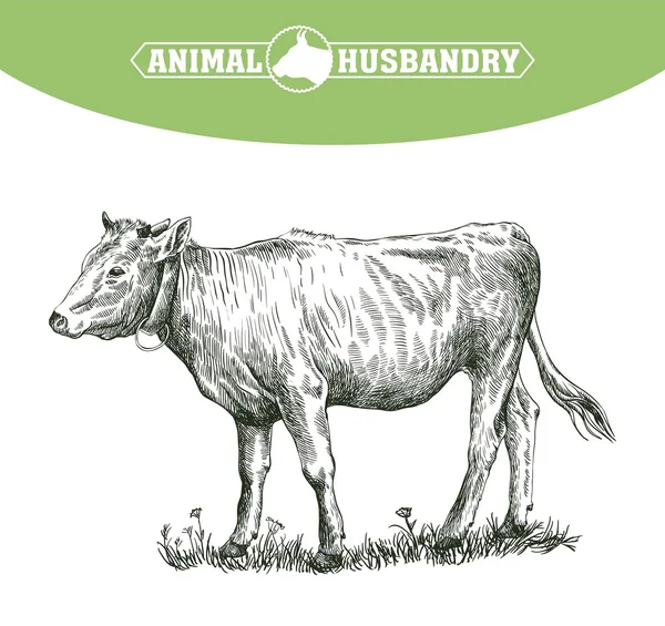 Esboço de bezerro desenhado à mão. gado. gado. pastoreio animal —  Vetores de Stock
