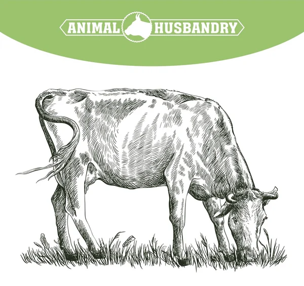 Náčrt kráva nakreslil. hospodářská zvířata. dobytek. pastva zvířat — Stockový vektor