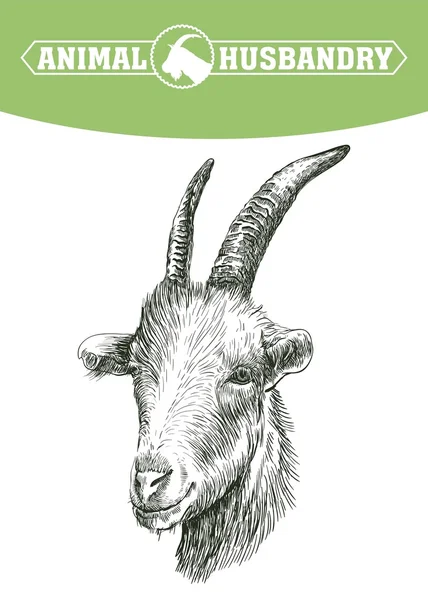 Эскиз головы козы, нарисованный вручную. домашний скот. выпас животных — стоковый вектор