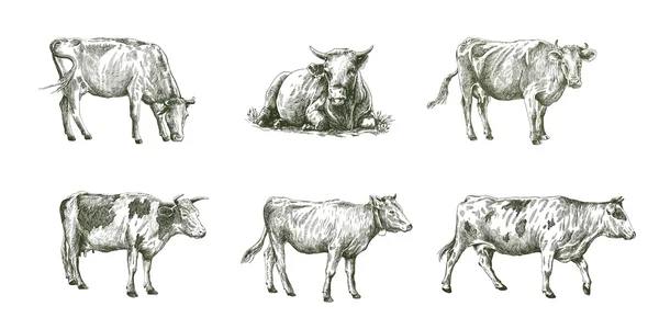 Schizzi di mucche disegnati a mano. bestiame. bovini. pascolo animale — Vettoriale Stock