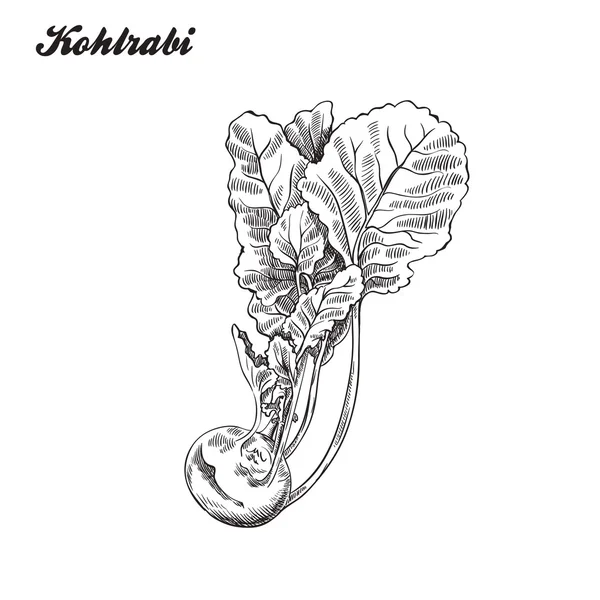 Kohlrabi. cosecha. boceto hecho a mano . — Archivo Imágenes Vectoriales