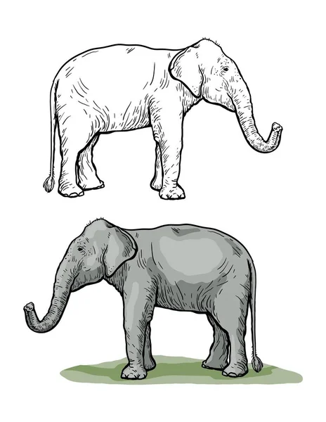 아프리카 산 코끼리는 코를 들고 서 있다. 손으로 그린 벡터 스케치 — 스톡 벡터