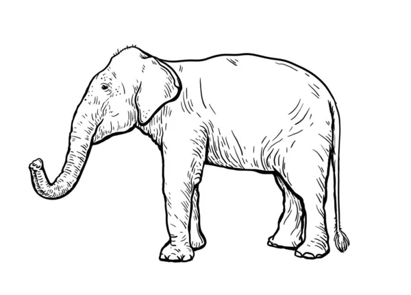 O elefante africano ergue-se com o tronco erguido. esboço vetorial feito à mão — Vetor de Stock