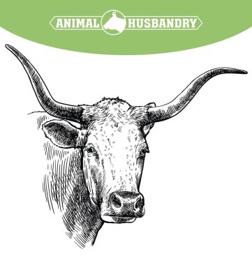 Sığır yetiştiriyor. Texas Longhorn 'un başı. Beyaz arkaplanda vektör çizimi