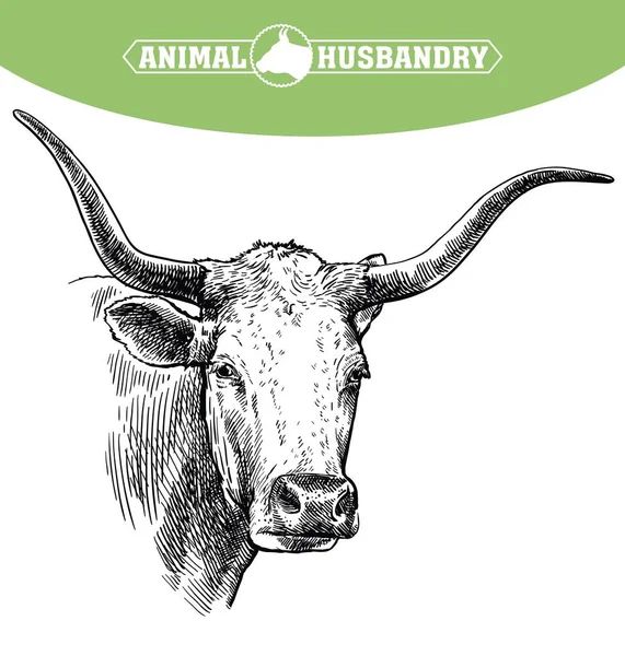 Veehouderij. hoofd van een Texaanse langhoorn. vectorschets op witte achtergrond — Stockvector