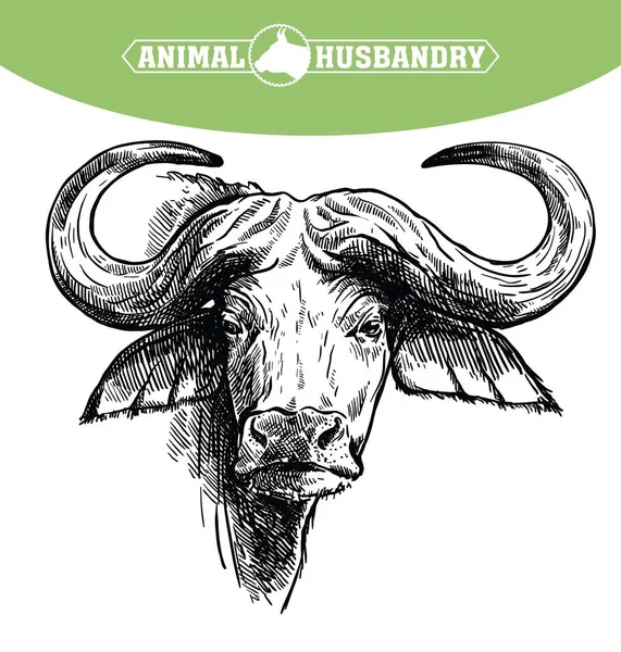 Allevamento di bovini. capo di un bufalo afrikano. schizzo vettoriale su sfondo bianco — Vettoriale Stock